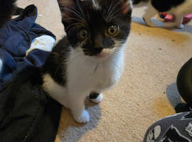4 male kittens ready to go