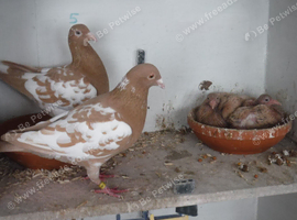 Meuleman Young Birds For Sale