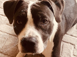 Blue/black and white staffy.