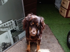 female Cocker spanniel