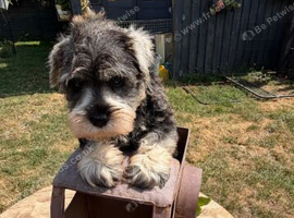 Miniature Schnauzer Boy & Girl &ndash; 8 Weeks Old.