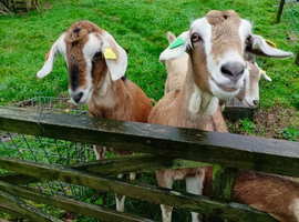Pedigree Boer Breeding Does For Sale