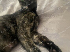 Sphynx x oriental