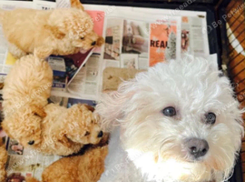 Poochon girl pups