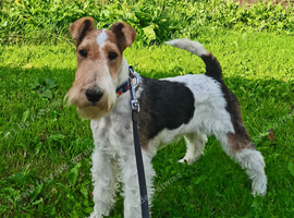 Beautiful Wire Fox Terrier Girl Available