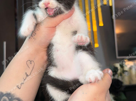 Kitten for sale