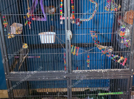 Male cockatiel