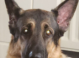 Male German Sheapard