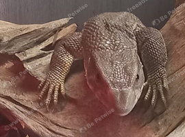 3-4 month old bostic monitor
