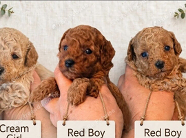 Tiny Asian toy poodle puppies