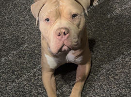 Pocket billy mix for rehoming