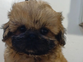 KC reg Shih Tzu / shihtzu pups ready now