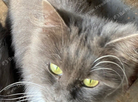 Blue & White Maine Coon