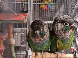 Pearly conure, pair or pet