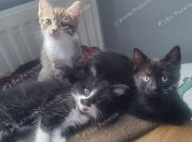4 cute kittens