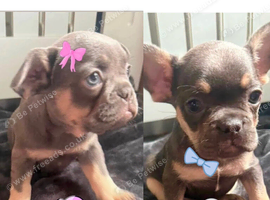 Frenchies pups for sale