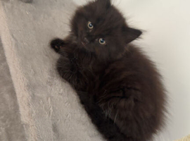 Sweetest fluffy male