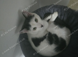 Caeser 1 year old cat