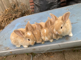 French lop for sale in London