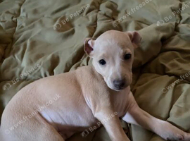 Italian Greyhound pups