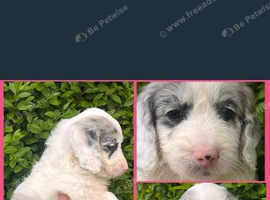 F1 Female Cockapoo Puppy