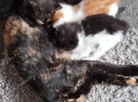 beautiful kittens
