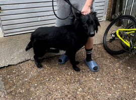German shepherd