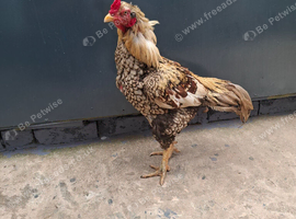 Aseel Cock
