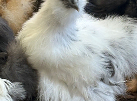 Usa silkie pairs chocolate /paints/buffs /blacks 16 weeks old dna sexed 1 cock 1 hen