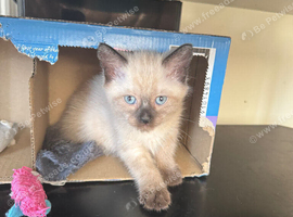 Lovely cute Siameese cross