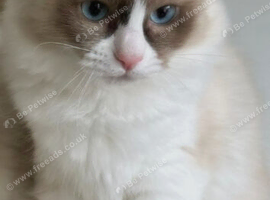 Ragdoll Kittens, purebread. 3 girls