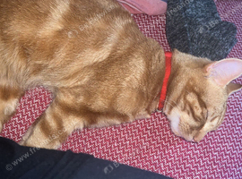 Garfield