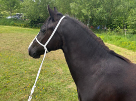 Lovely Pretty Welsh pony