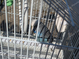 Bonded pair of budgies