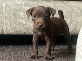 Patterdale Terriers x Lakeland patterdale x