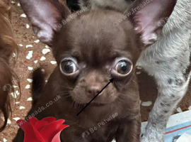 Chocolate Apple head chihuahua girl