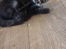 Persian mainecoons
