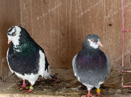 Pair of roller pigeons
