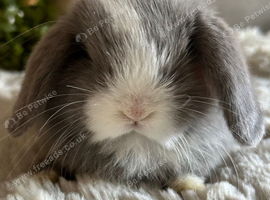 Stunning Lilac/Lilac Split Mini Lop Babies Looking For Loving Homes