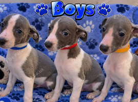 Beautiful Puppies Ready Now