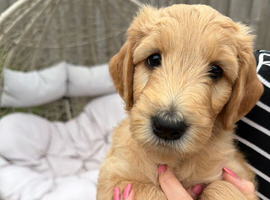 Goldendoodles * Essex *