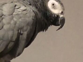 African grey
