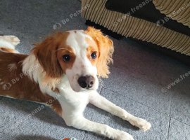 6 Month Old Cockapoo, Male, names Max