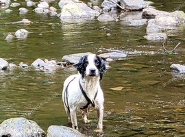 Springer spaniel