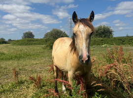 Stunning buckskin colt