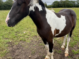 2 year old smart gelding