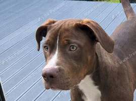 American bulldog x staffy