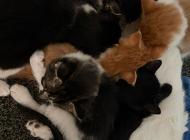 Beautiful kittens