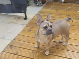 French bulldog Cross terrier