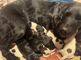 Beautiful sprockers pups